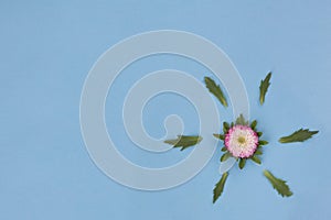 Flowers composition. Callistephus chinensis and green leaves. Isolated on a blue background. Flat lay