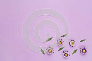 Flowers composition from callistephus chinensis and green leaves. Isolated on a violet background. Flat lay.