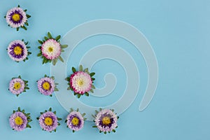 Flowers composition. Callistephus chinensis isolated on a blue background. Can be used for banners, invitations.