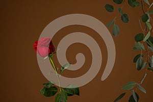 Flowers composition. Eucalyptus and branch of red Rose isolated on brown background