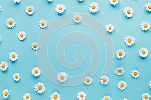 Flowers composition. Frame of chamomile flowers on pastel blue background. Spring, summer concept.