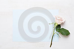 Flowers composition. Frame made of pink rose on gray background. Flat lay, top view, copy space