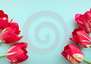 Flowers composition. Frame made of red tulips on blue background. Valentines day, mothers day and womens day concept