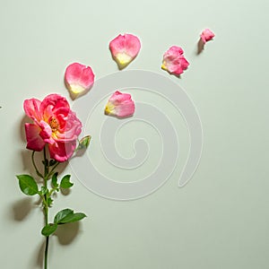 Flowers composition. Frame made of rose flowers, petals on white background. Valentine`s Day background. Festive card