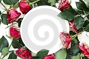 Flowers composition. Frame made of rose flowers on white background.