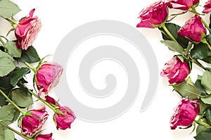 Flowers composition. Frame made of rose flowers on white background.