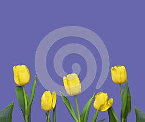 Flowers composition. Frame made of yellow tulips on background in color of the year 2022 veri peri
