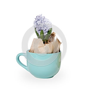 The Flowers composition with lilac hyacinths. Spring flowers on white background. Easter concept.