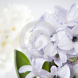 Flowers composition with lilac and white hyacinths. Spring flowers on white background. Easter concept.