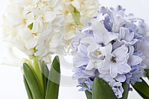 Flowers composition with lilac and white hyacinths. Spring flowers on white background. Easter concept.