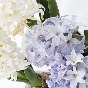 Flowers composition with lilac and white hyacinths. Spring flowers on white background. Easter concept.