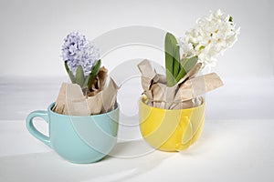 Flowers composition with lilac and white hyacinths wrapped in kraft paper in mug . Spring flowers on white background. Easter conc