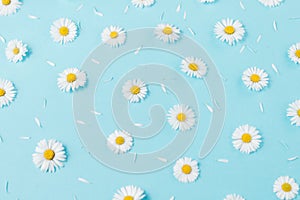 Flowers composition. Pattern made of chamomiles, petals on pastel blue background. Spring, summer concept.