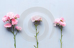 Flowers composition. Pink rose flowers on pastel blue background. Valentine`s day, mothers day, women`s day, spring