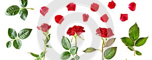 Flowers composition. Red roses isolated on white background. Wide photo