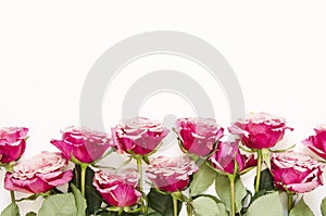 Flowers composition. Roses flowers on white background. Flat lay, top view, copy space.