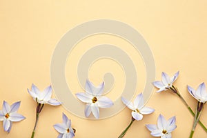 Flowers composition. Spring blue flowers on beige background