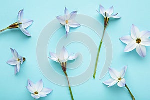 Flowers composition. Spring blue flowers on blue background