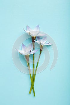 Flowers composition. Spring blue flowers on blue background. Vertical photo