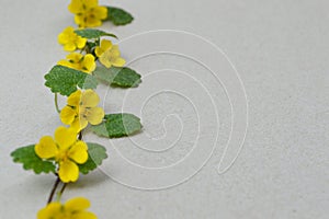 Flowers composition. Yellow flowers on white background.