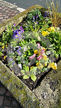 Flowers in concrete tub street decoration