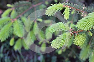 Flowers of the conifers spruce, fir called strobili. Close-up of a young shoot of a coniferous tree with small green cones
