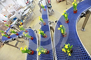 Flowers on conveyor belt,production line