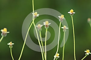 flowers with coolness radiating from the photo portrait