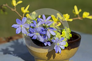 Flowers Copse noble