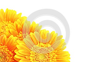 Flowers corner isolated