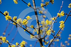 Flowers of Cornus mas Cornelian cherry, European cornel or Cornelian cherry dogwood