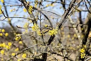 Flowers of Cornus mas Cornelian cherry, European cornel or Cornelian cherry dogwood