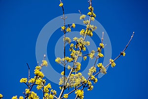 Flowers of Cornus mas Cornelian cherry, European cornel or Cornelian cherry dogwood