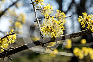 Flowers of Cornus mas Cornelian cherry, European cornel or Cornelian cherry dogwood