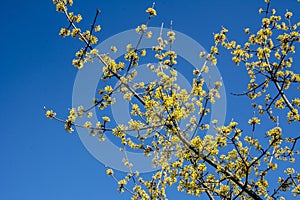 Flowers of Cornus mas Cornelian cherry, European cornel or Cornelian cherry dogwood