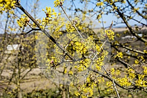 Flowers of Cornus mas Cornelian cherry, European cornel or Cornelian cherry dogwood