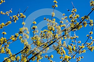 Flowers of Cornus mas Cornelian cherry, European cornel or Cornelian cherry dogwood