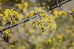 Flowers of Cornus mas Cornelian cherry, European cornel or Cornelian cherry dogwood