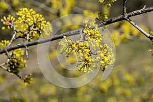 Flowers of Cornus mas Cornelian cherry, European cornel or Cornelian cherry dogwood