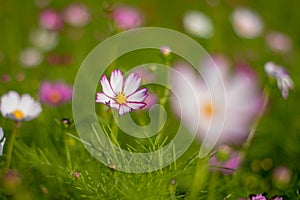 Flowers cosmos