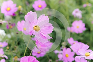 Flowers cosmos in the field blooming on the day in the nature g