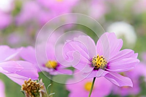 Flowers cosmos in the field blooming on the day in the nature g