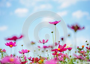 Flowers Cosmos in the meadow, blue sky