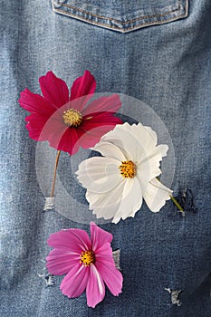 Flowers Cosmos on ripped jeans background