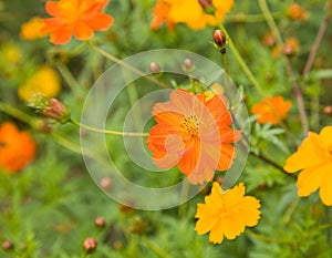 Flowers of Cosmos sulphureus