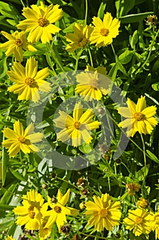 Flowers of Cota tinctoria golden marguerite, yellow chamomile, or oxeye chamomile