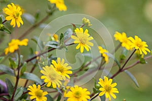 Flowers of Cota tinctoria or yellow chamomile