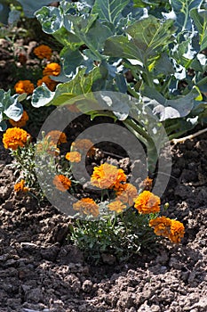 flowers in a cottage garden