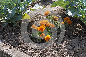 flowers in a cottage garden