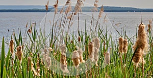 Flowers of cotton grass Eriophorum vaginatum and sedge grass Cyperaceae on the banks of the Steinhuder Meer near Hanover,
